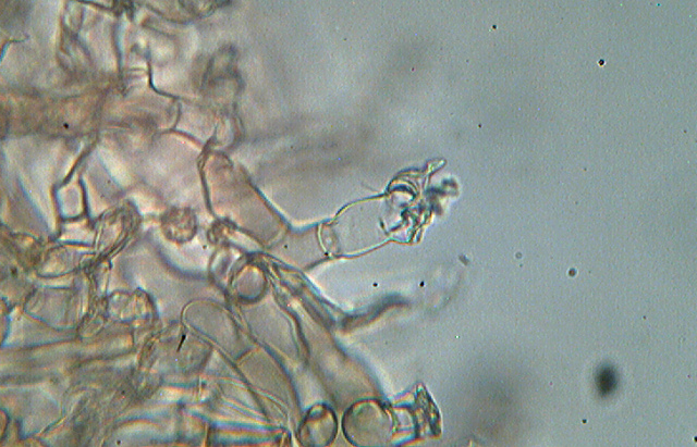 Botryobasidium isabellinum... un 